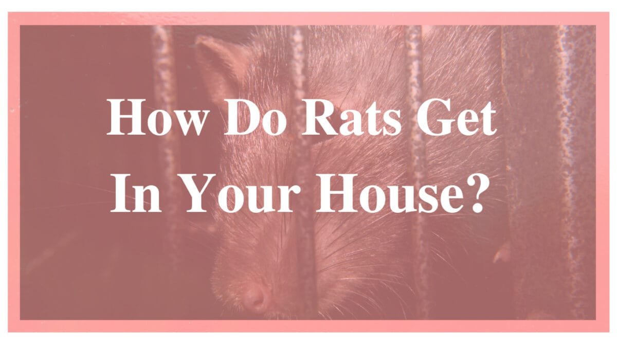 How Do Rats Get In Your House? - Eraserpest