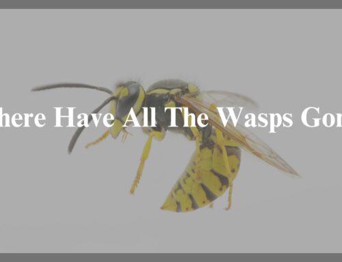 Where have all the wasps gone? Eraserpest Has the Answers