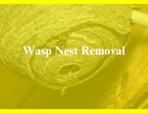 Wasp Nest Removal in Essex, Suffolk and Cambridge