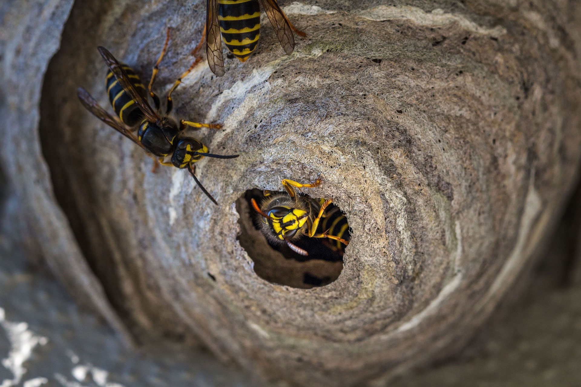 Wasp Nest Removal