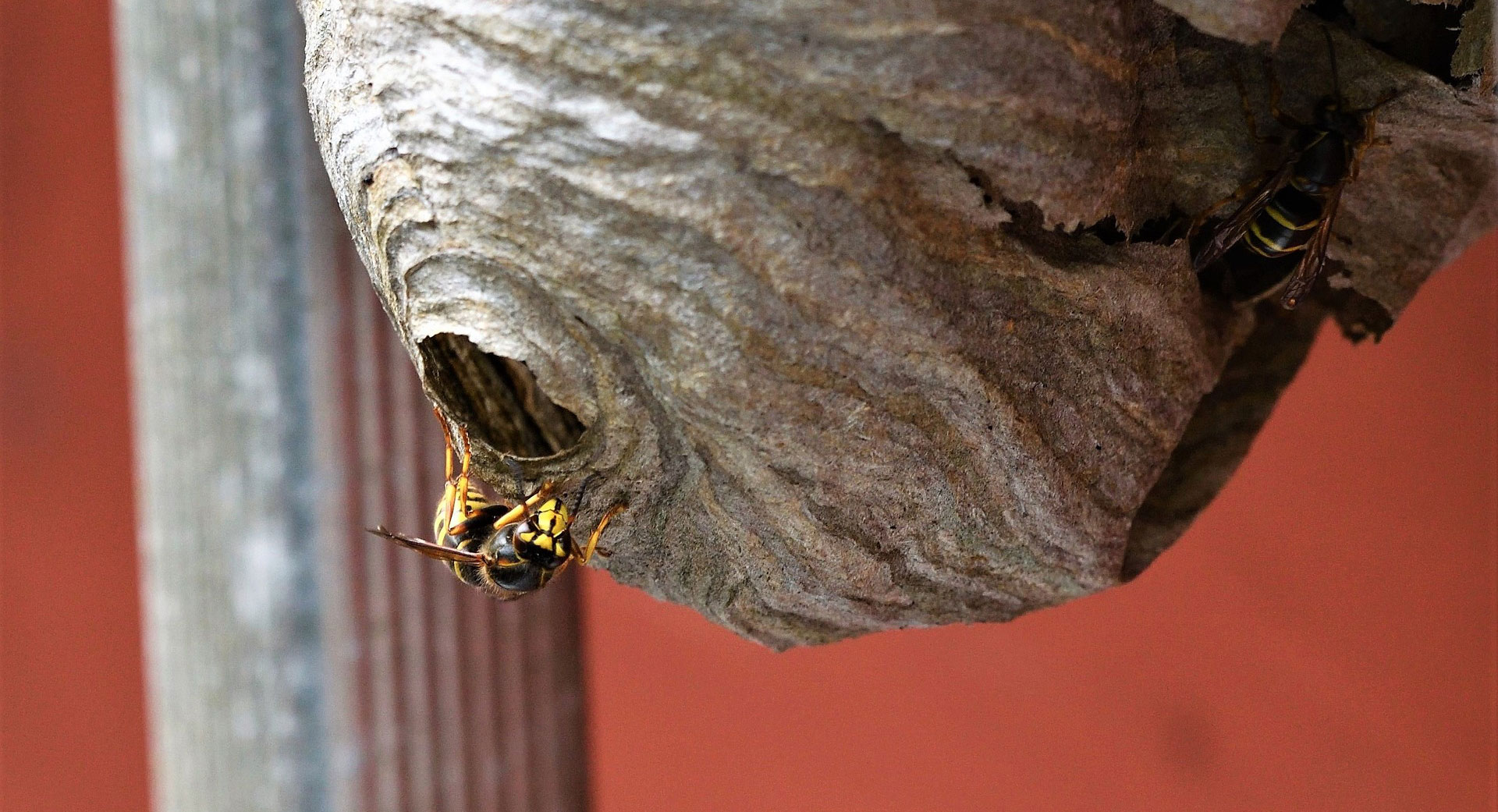 Wasp Nest Removal